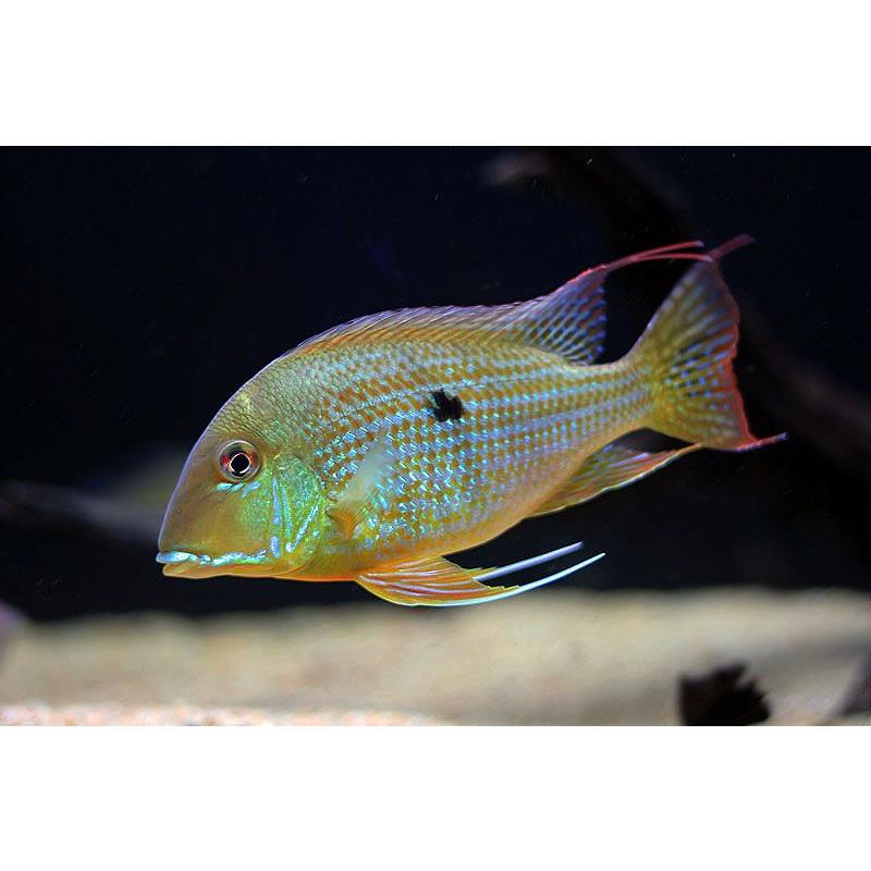 Geophagus surinamensis - imagine 3